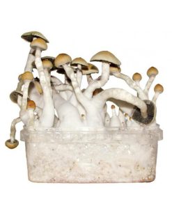 Albino Penis Envy Mushroom Grow Kit Myytävänä Verkossa Suomi