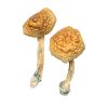 Golden Mammoth Magic Mushrooms For Sale in Finland