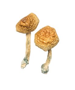 Golden Mammoth Magic Mushrooms For Sale in Finland