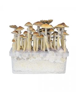 Buy Hawaii Mushroom Grow Kit in Finland Online