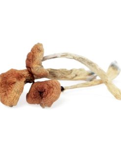 Buy Malabar Mushroom Online Finland