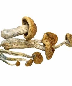 McKennaii Magic Mushrooms For Sale Online Finland