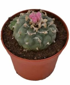 Lophophora Decipiens Peyote For Sale Online Finland