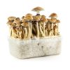 Golden Teacher Mushroom Grow Kit