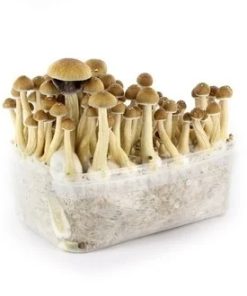 Buy Ecuadorian Mushroom Grow Kit in Finland Online
