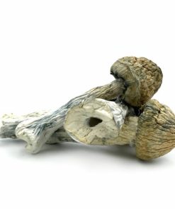 Thrasher Magic Mushrooms For Sale In Finland