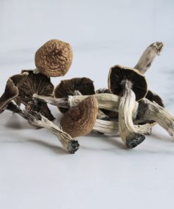 Mazatapec Magic Mushrooms For Sale in Finland