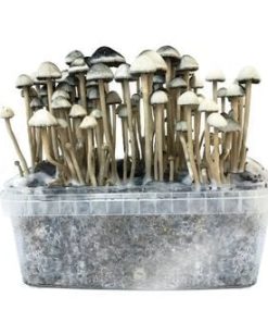 Buy Copelandia Hawaiian Mushroom Grow kit in Finland Online